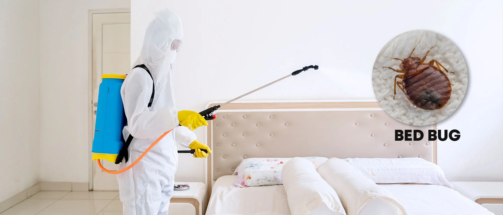 Bed Bug Control In Odessa TX
